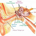 Bagian - Bagian Telinga dan Fungsinya