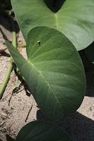 Closeup of a single leaf. The leafe looks something like a round paper plate folded in half, with a stem at one end.