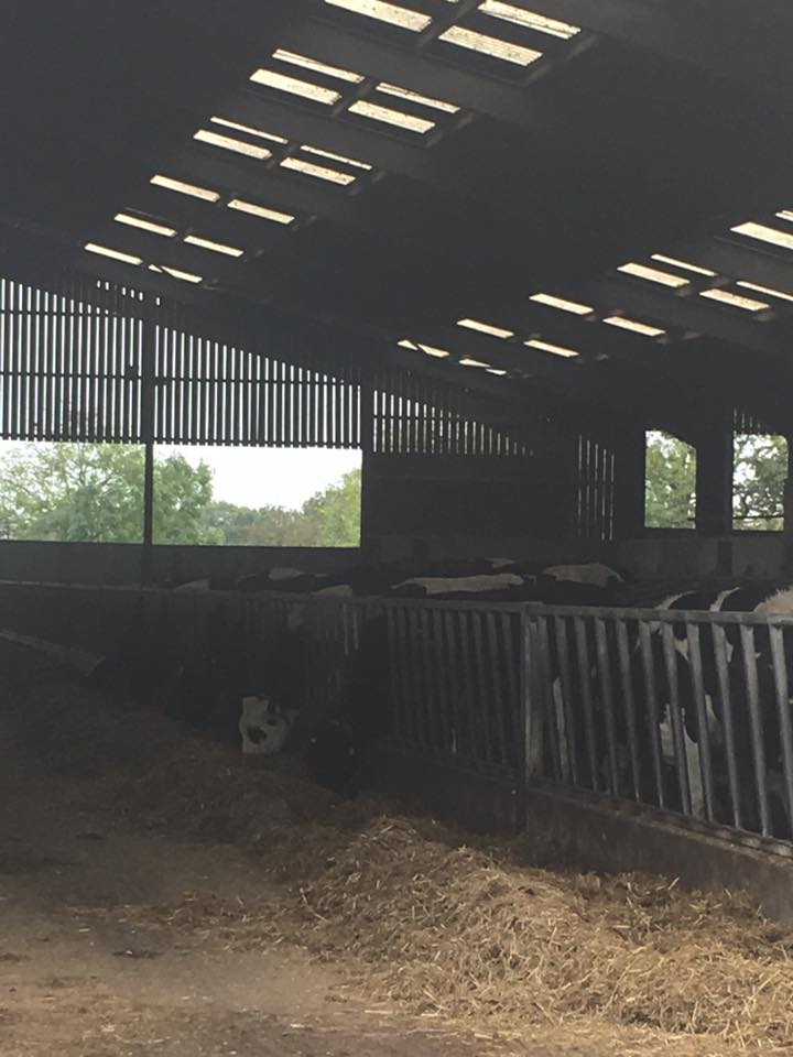 Work Experience Dairy Farm Woes of Wellies