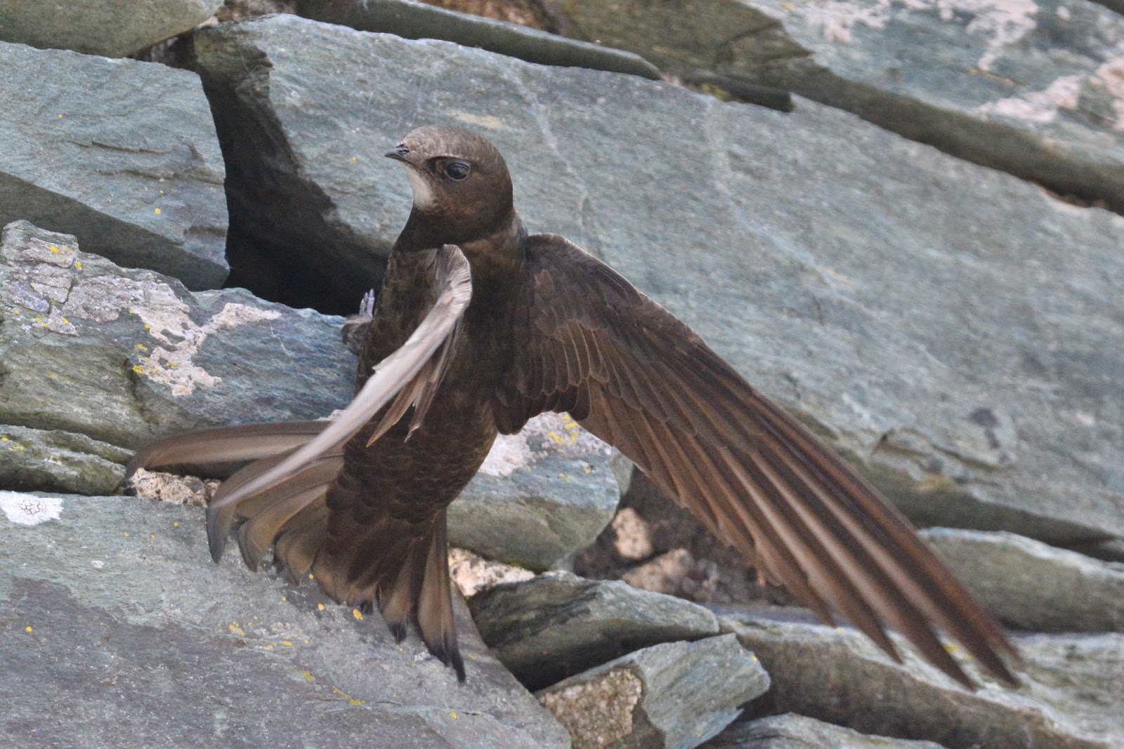 WAVENEY WANDERINGS LAKE DISTRICT SWALLOWS, MARTINS & SWIFTS