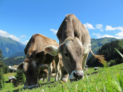 Grass-fed vs Grain-fed Beef Discussion of the impacts of grass-fed vs grain-fed on the nutritional profile of the meat, health of the cow and impact to the environment.