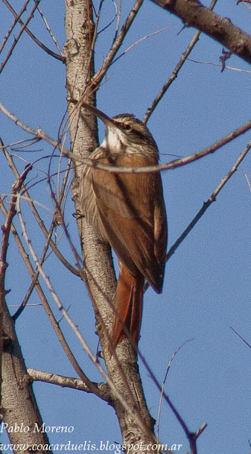 chinchero chico alt="chinchero chico,Lepidocolaptes angustirrostris,aves de mendoza"