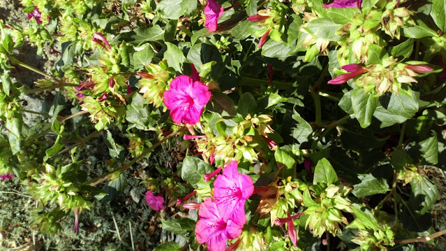 Don Diego de Noche (Mirabilis jalapa L.).