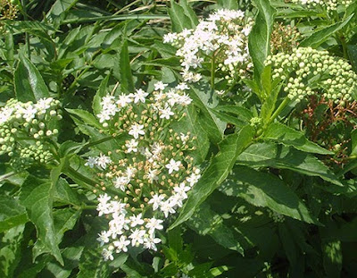 Sauquillo o Yezgo (Sambucus ebulus) flor silvestre blanca