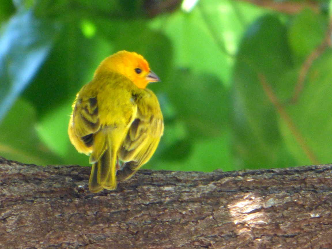 Geotripper's California Birds Saffron Finch on the Big Island of Hawai'i
