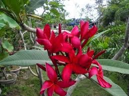 Kamboja Merah Kamboja Merah