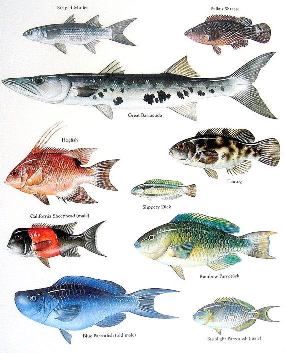 Espécies de Peixes
