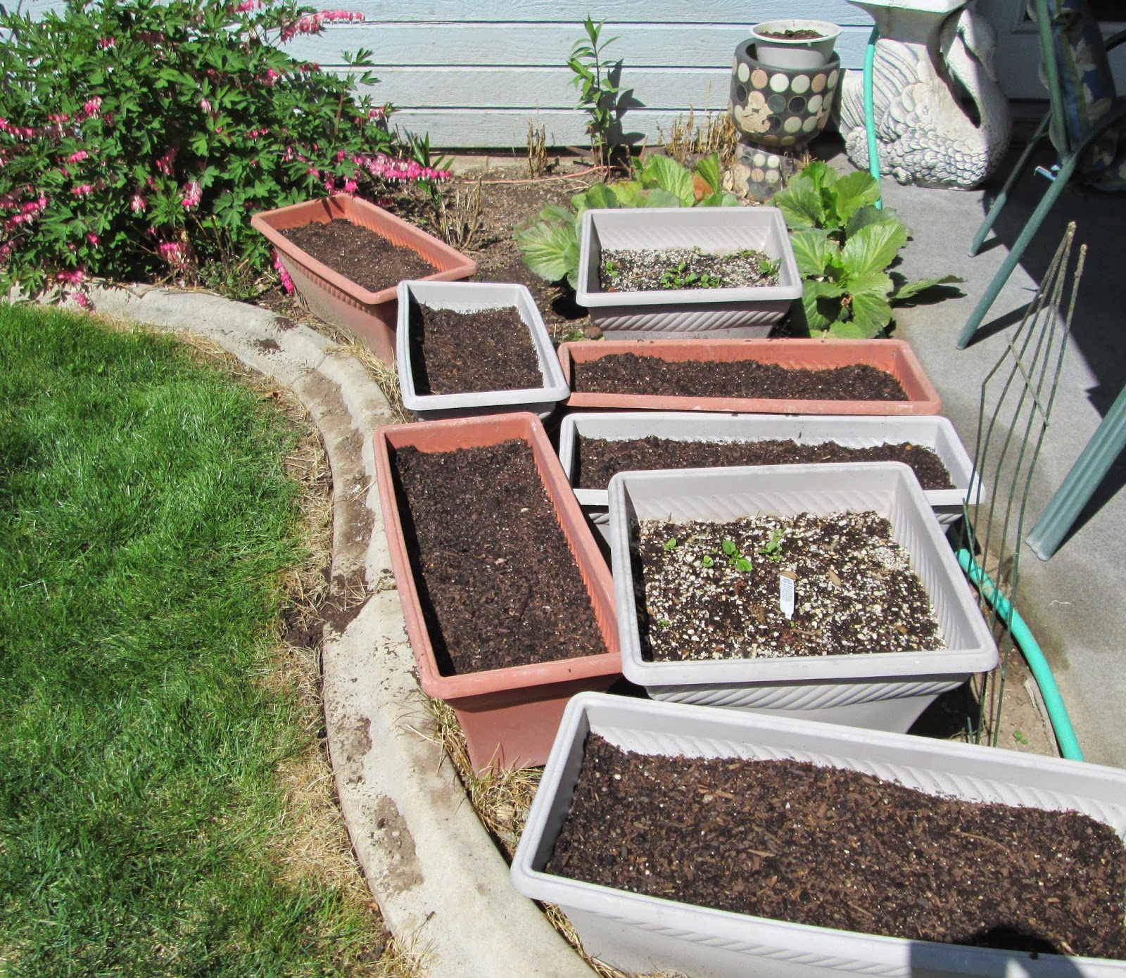 Happy Clean Living Fred Meyer Geranium Sale and Planting Seeds