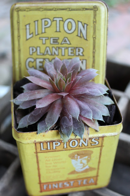 succulent in tea tin