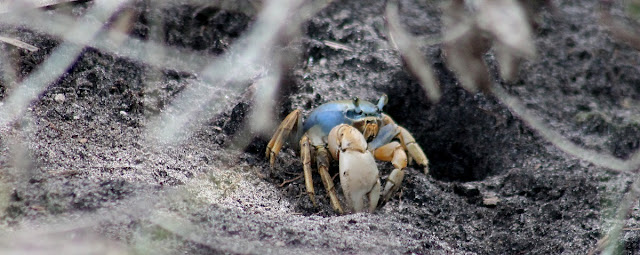Blue Land Crab (Cardisoma Guanhumi) Muy típicos de la zona costera Blue Land Crab (Cardisoma Guanhumi) Muy típicos de la zona costera