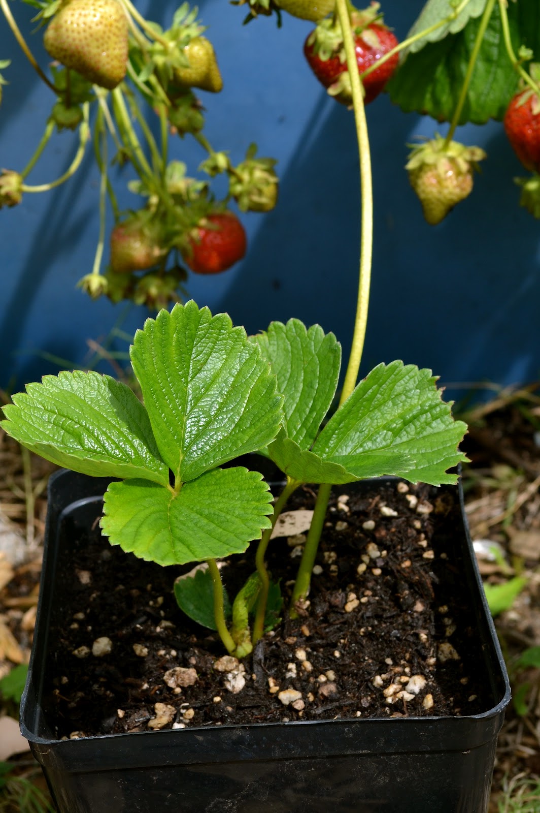 Sprout Potting Up Strawberries