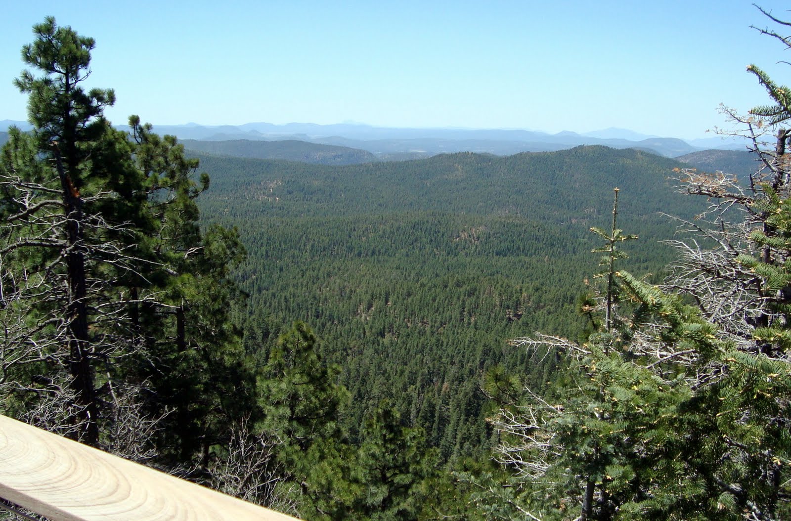 Highway Runner: A DRIVE ON THE MOGOLLON RIM, FOREST ROAD 300