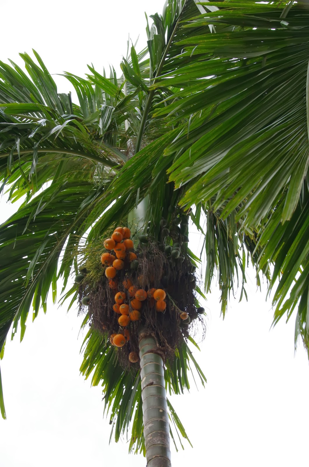 Trees and Plants Betel Nut Palm