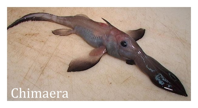 Weird sea creatures | Weird List | Weird Creatures Weird sea creatures | Weird List | Weird Creatures