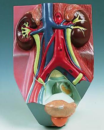 Where kidney are the located and its diagrams ~ Human Anatomy