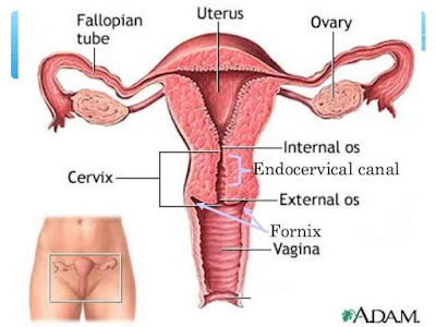 Woman Reproductive system