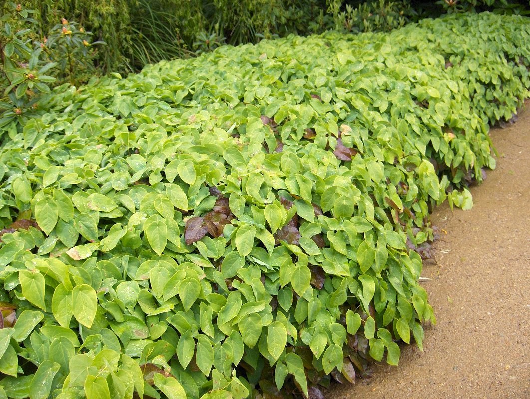 Всё о бегониях и не только...: Горянка / Эпимедиум (Epimedium)