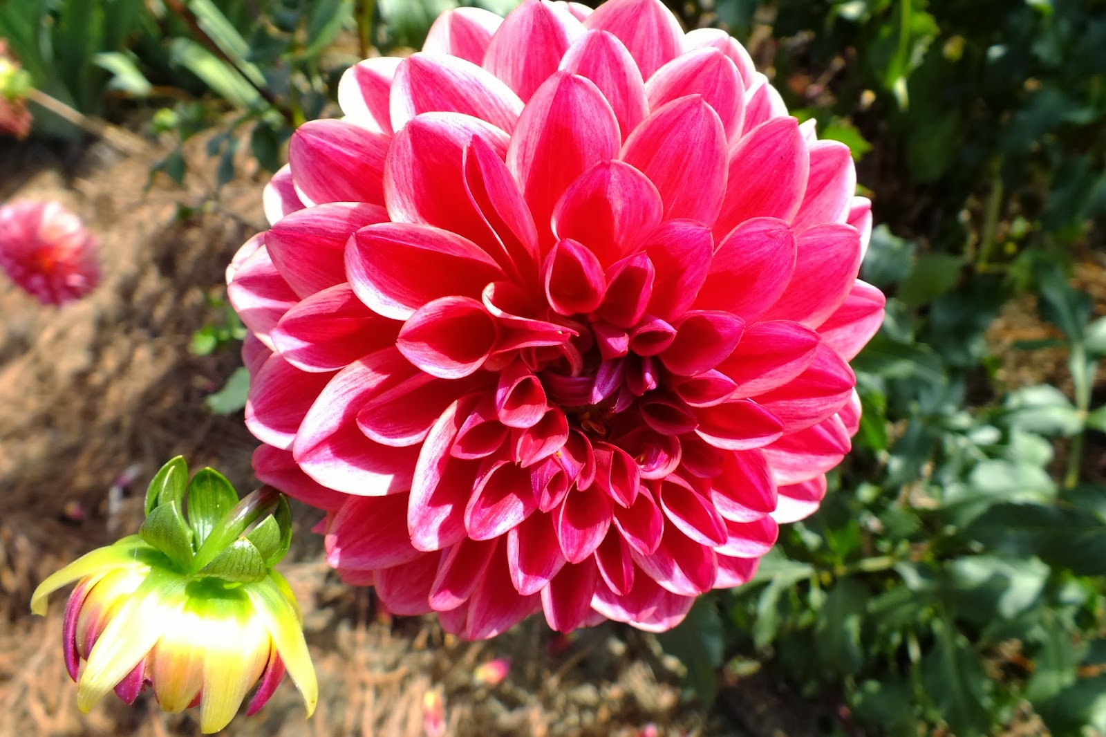 Gene's Garden Dahlias in bloom