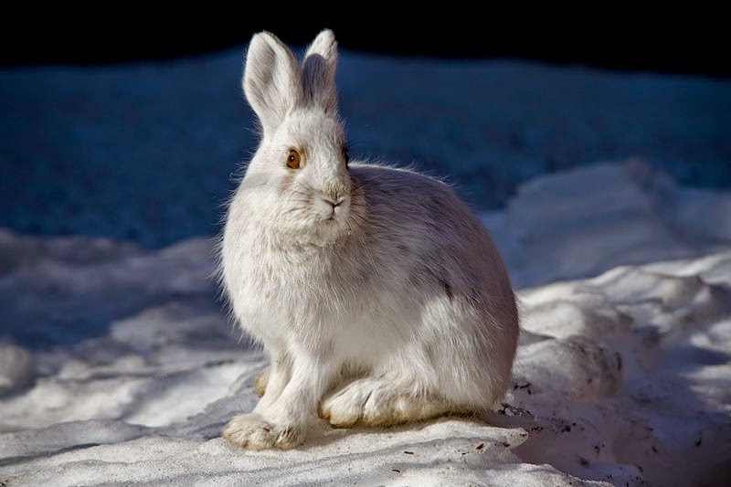 Sci/Why Winter Whites How Snowshoe Hares and Ptarmigan Are Influenced