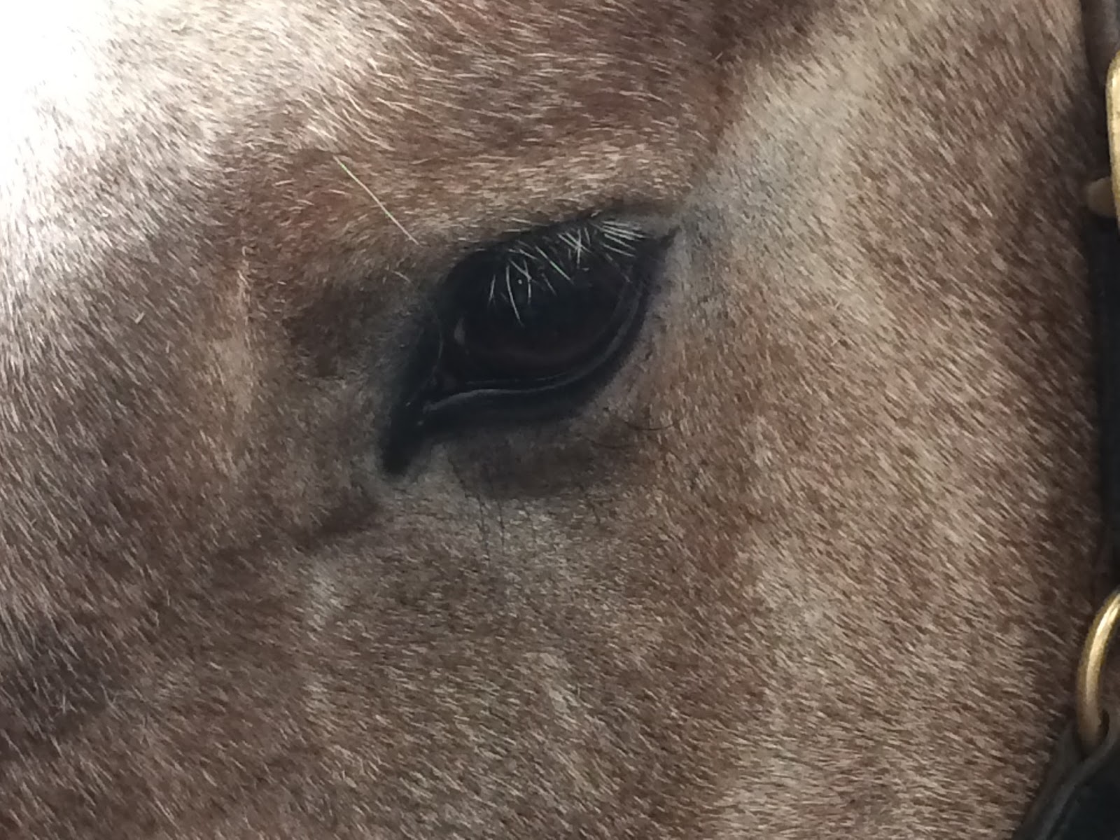 The Horse Physio How you can tell if your horse is sore through his back