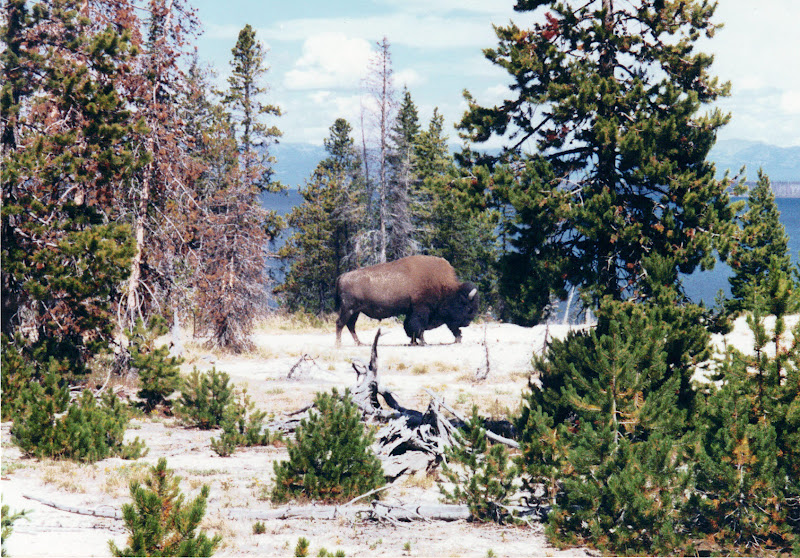 Have List, Will Travel: Yellowstone & Grand Teton National Parks