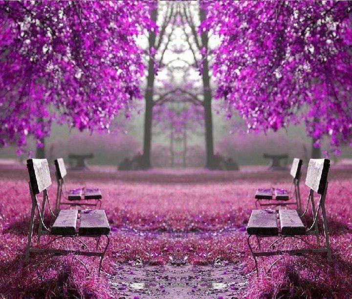 Purple Wallpapers