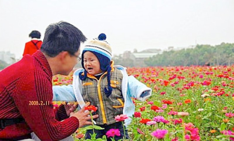 台南花季生產路花海|向日葵、波斯菊|糖廠冰品