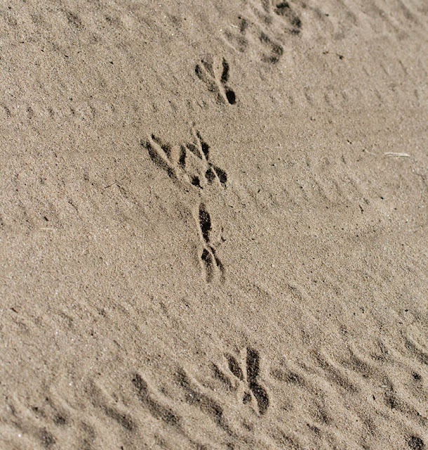roadrunner tracks roadrunner tracks