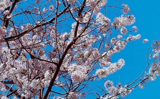 Aneh, Bunga Sakura Mekar Secara Tak Terduga di Jepang Jelang Musim Gugur!