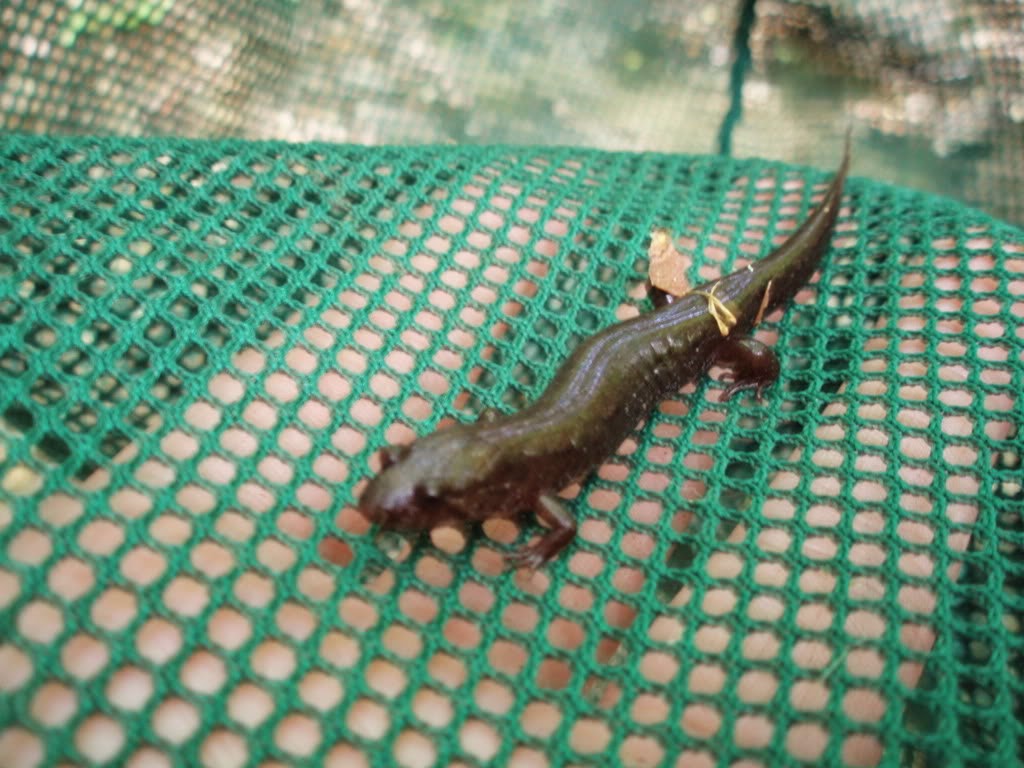 Lettuce Grow It Weston Family Farm Gayle's Galavanting