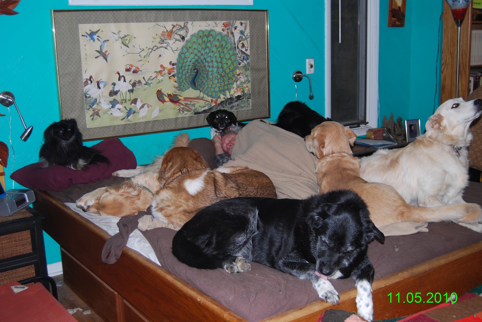 Old Friends Senior Dogs These are a Few of our Favorite Things Beds