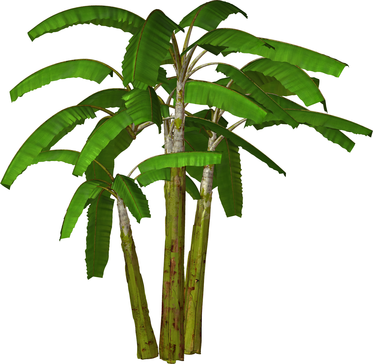 free clipart of palm leaves - photo #45