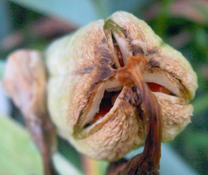 Plants & Such Iris Seed Pods / Sunflowers