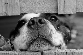 dog peeking out from behind a fence