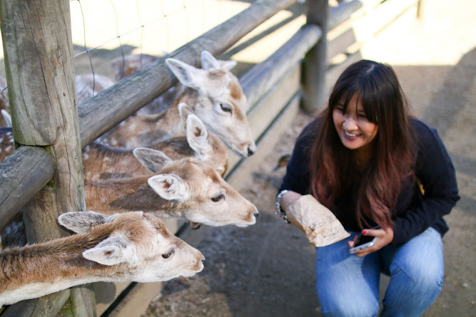 Mogo Zoo Jervis Bay Australia 