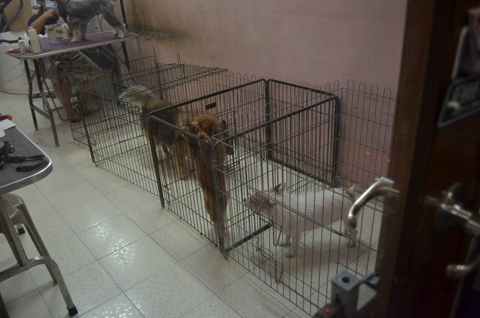 Loving Pets Grooming Shop Review