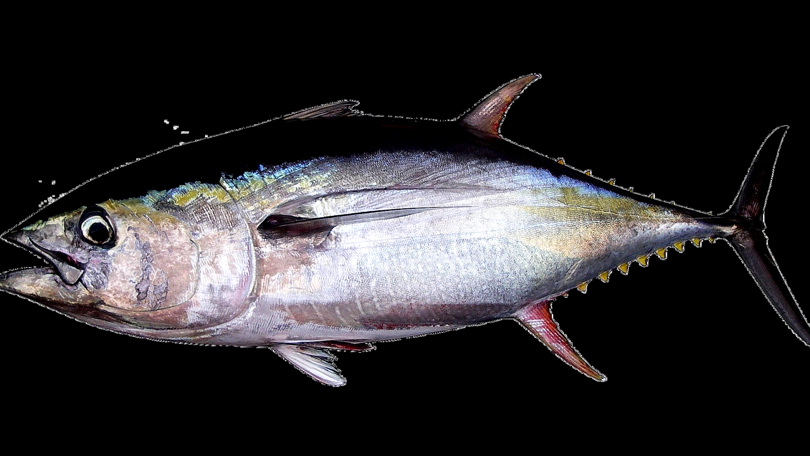Tuna Tuna Fish Endangered Danger Choices
