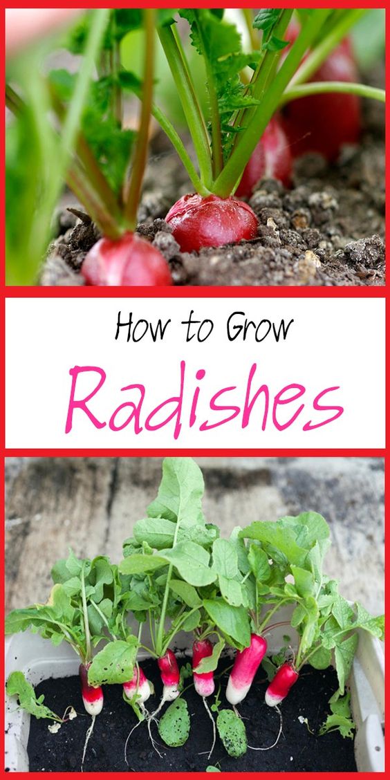 Tips on How to Grow Radish
