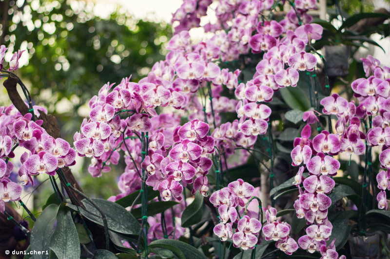 thailand orchideen park thailand orchideen park