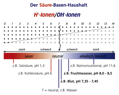 Erwachsener aus den basen