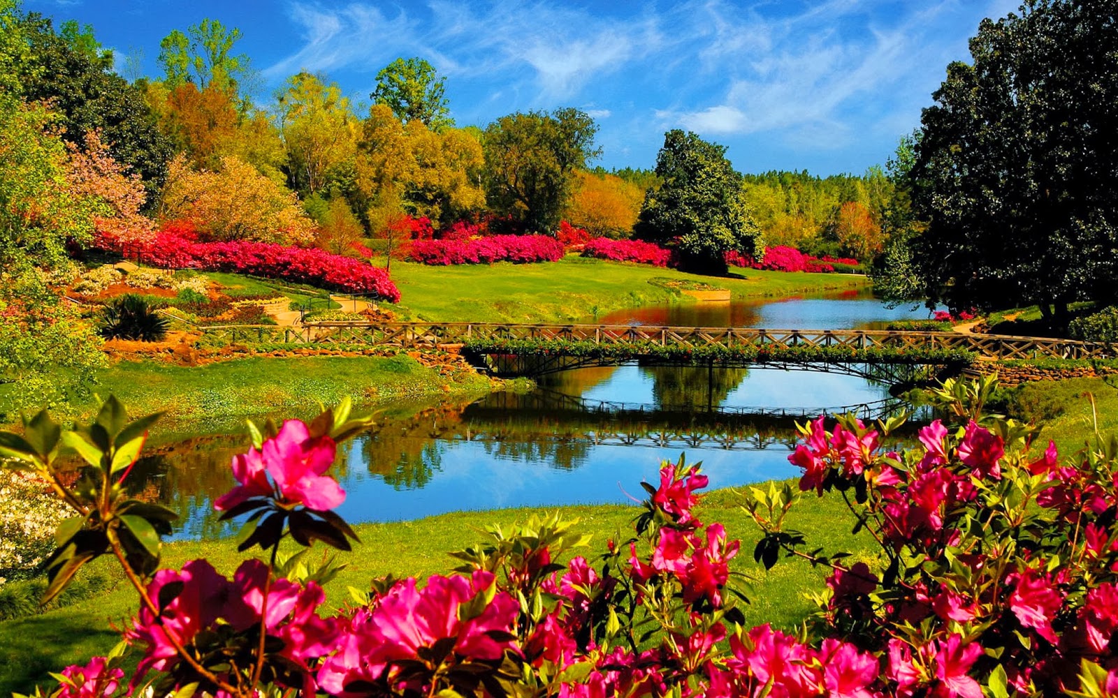 Brug over het water en roze bloemen Achtergrond met park met brug, water en bloemen
