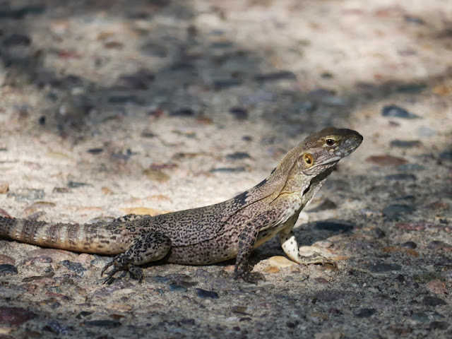 chuckwalla