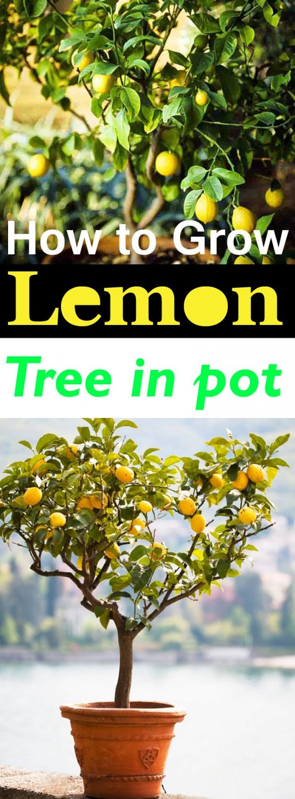 Ideas About How to Grow a Lemon Tree, Care and Tips Everything About