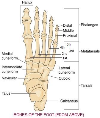 Bones Of The Foot Picture 101