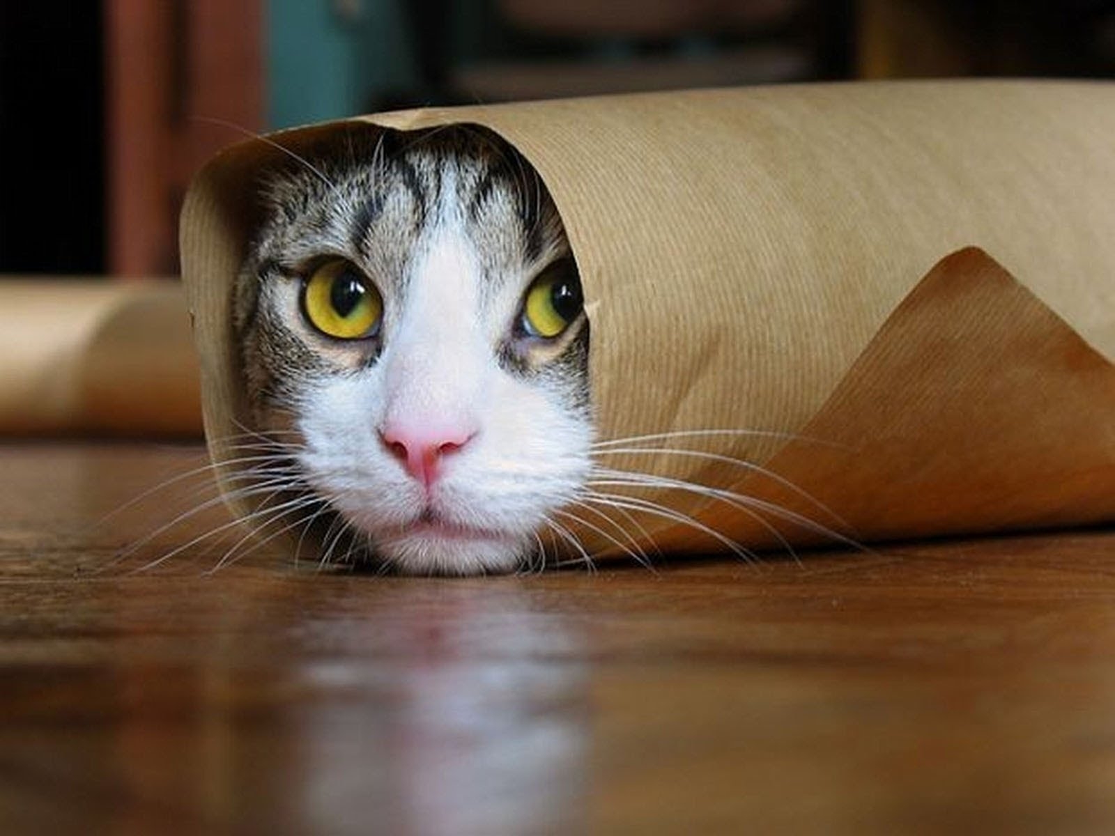 Funny Cat Memes Funny Cat Memes