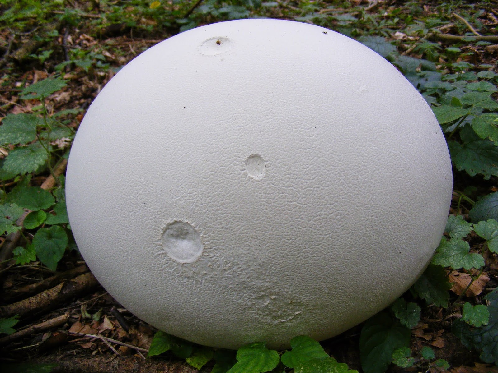 CSODAUTAK: Óriáspöfeteg (Calvatia gigantea v. Langermannia gigantea)