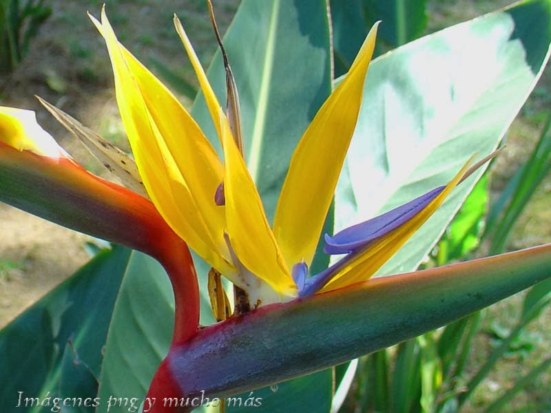 Imágenes png y mucho más: Ave del paraíso, una flor exótica originaria de  África del Sur que ha logrado ingresar en muchos hogares tanto como planta  de jardín como una flor decorativa