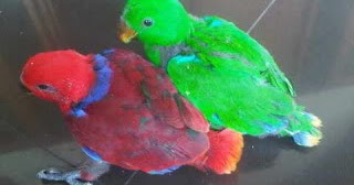 Cara Memilih Burung Nuri Bakalan Yang Tepat
