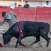 "Cuqui" tem actuação inesperada no México e corta duas orelhas