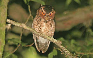 Burung Hantu Burung Hantu